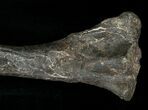 Camptosaurus Tibia w/ Stand - Colorado #14732-2